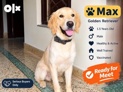 Golden Retriever Male