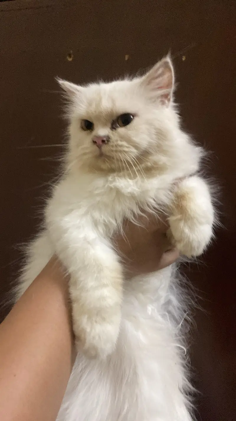 Persian cat Persian white cat Persian adult — photo 2