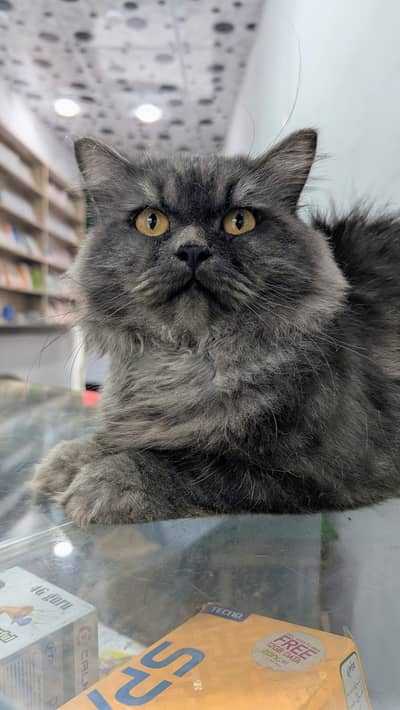 adult Persian male cat