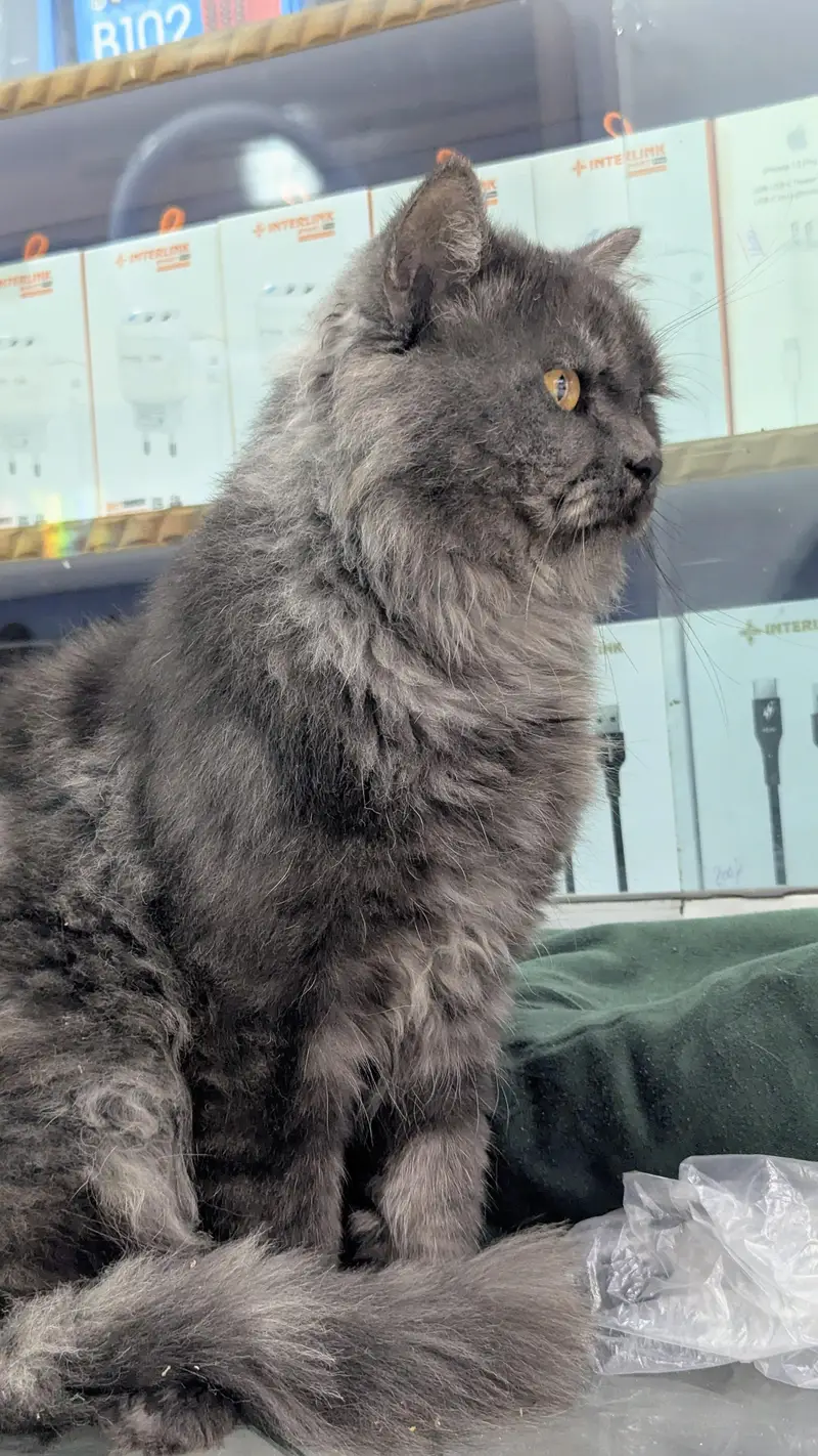 adult Persian male cat — photo 3