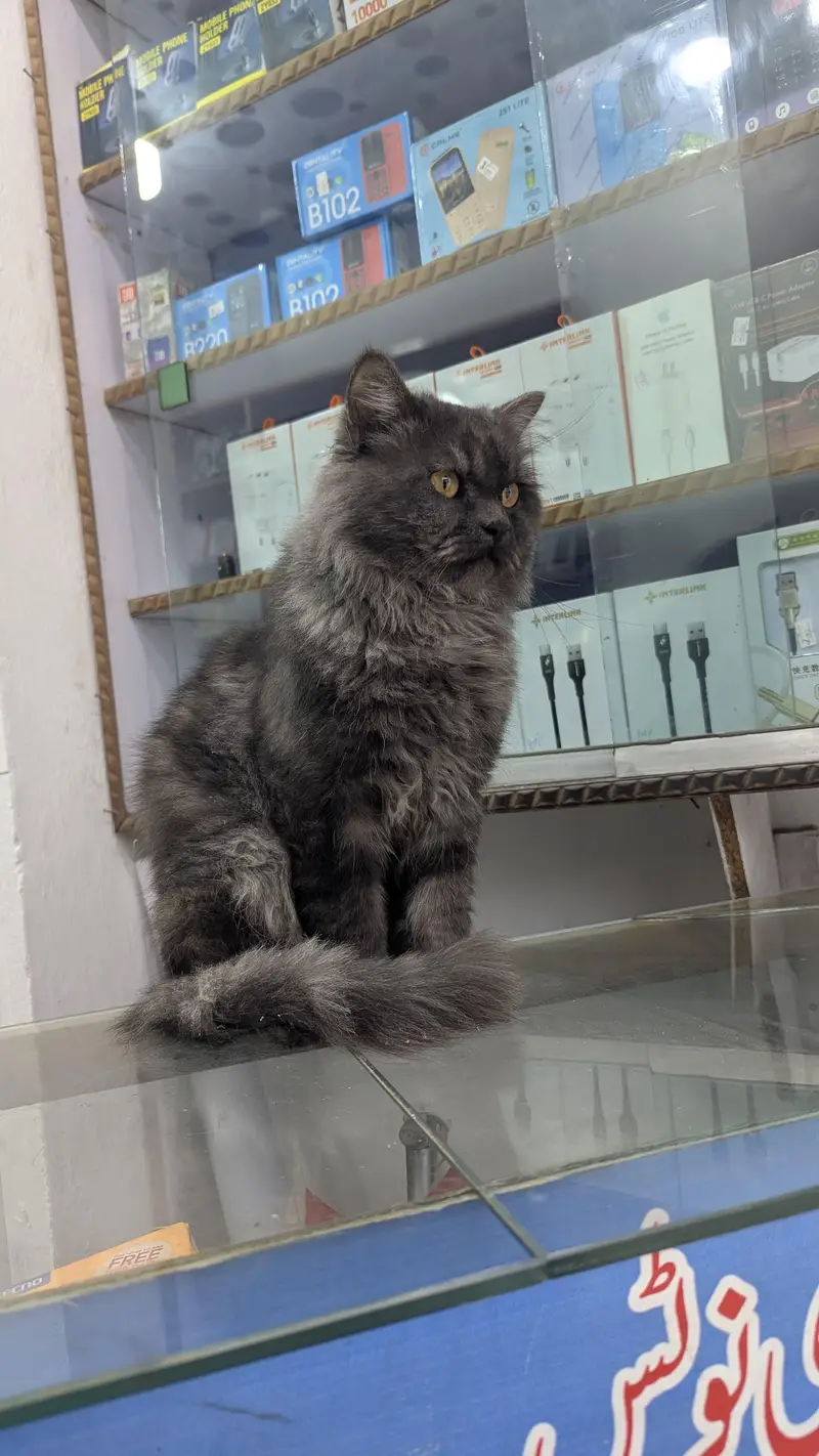 adult Persian male cat — photo 4