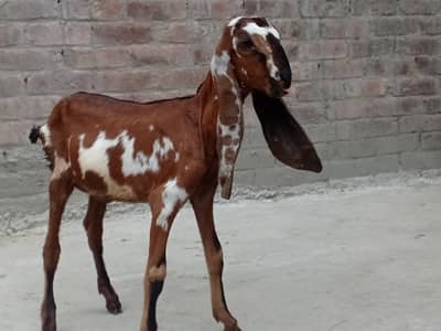 Pure. Nagraa Dabaa. print Bakra 03084593004