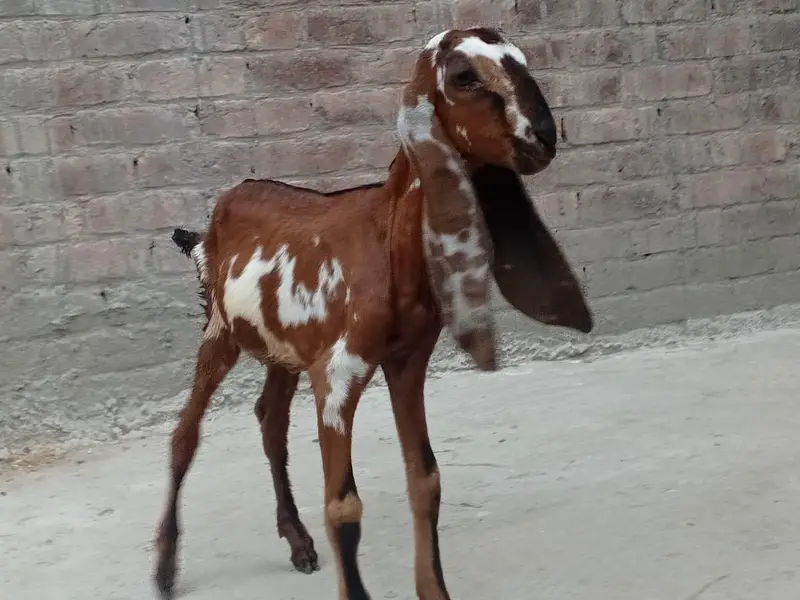 Pure. Nagraa Dabaa. print Bakra 03084593004 — photo 2