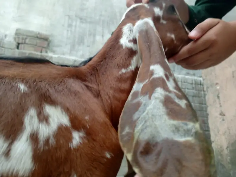 Pure. Nagraa Dabaa. print Bakra 03084593004 — photo 3