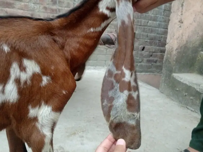 Pure. Nagraa Dabaa. print Bakra 03084593004 — photo 4