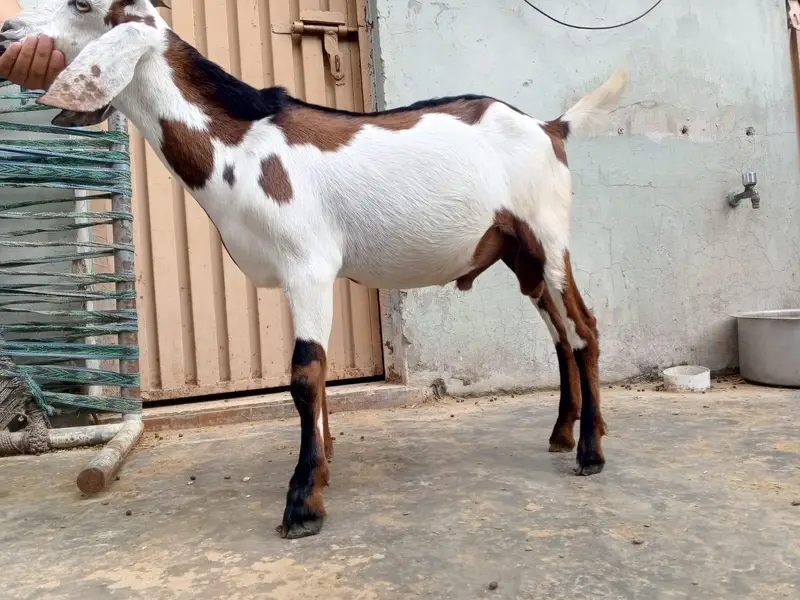 Pure. Nagraa Dabaa. print Bakra 03084593004 — photo 6