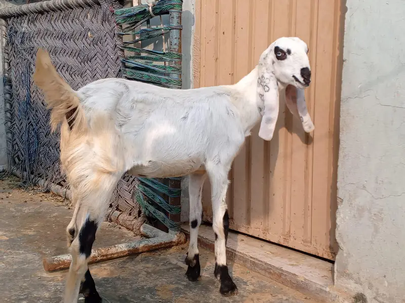 Pure. Nagraa Dabaa. print Bakra 03084593004 — photo 9