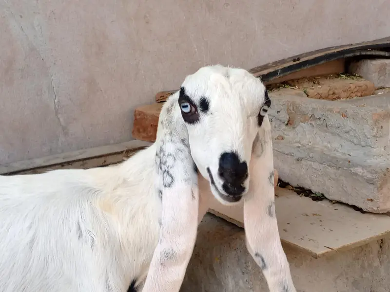 Pure. Nagraa Dabaa. print Bakra 03084593004 — photo 10