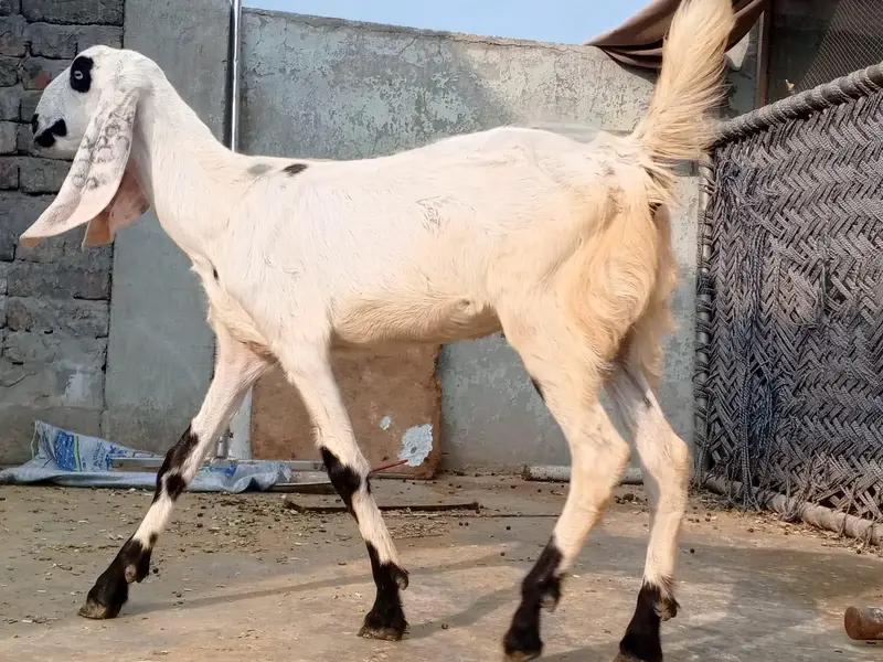 Pure. Nagraa Dabaa. print Bakra 03084593004 — photo 11