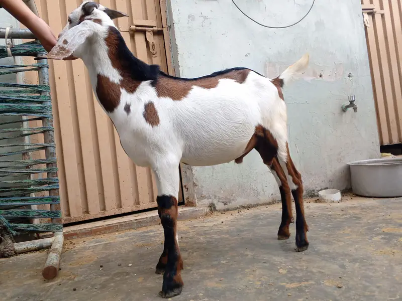 Pure. Nagraa Dabaa. print Bakra 03084593004 — photo 12
