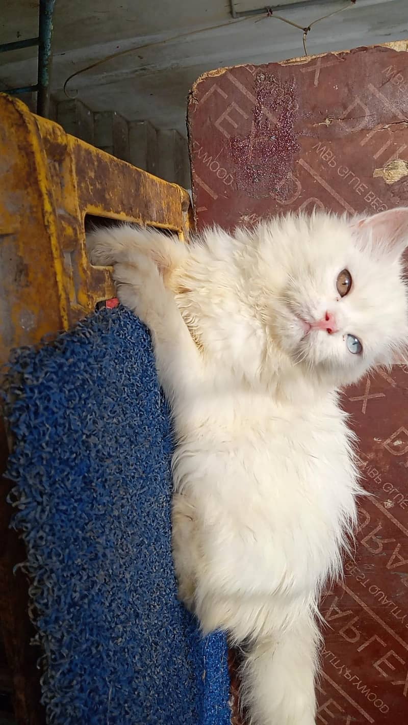 kitten 10