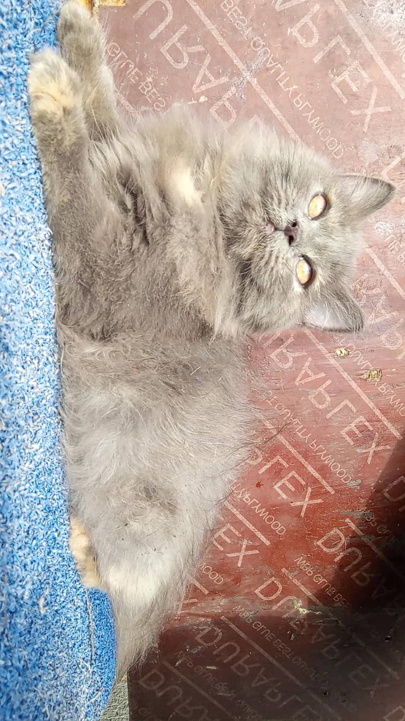 kitten 11