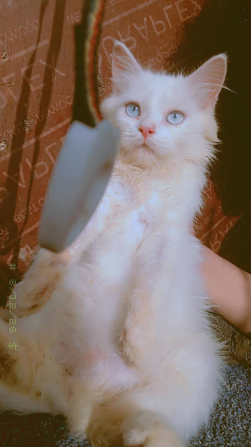 kitten 12