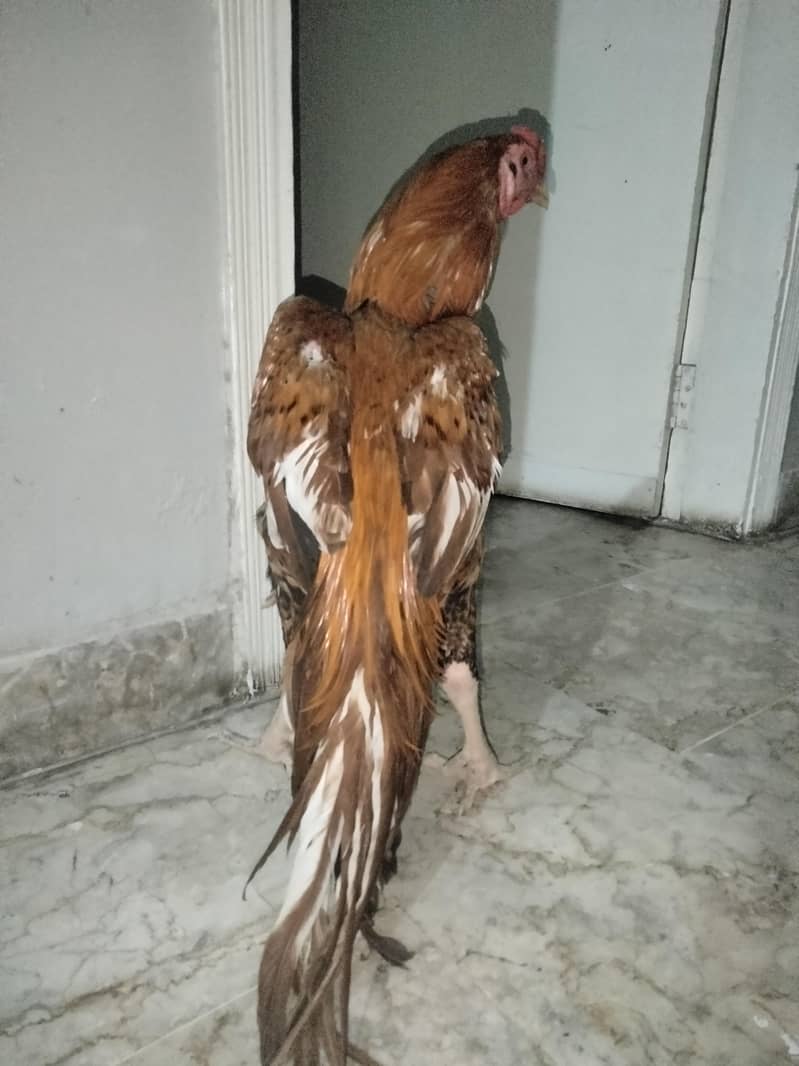 aseel peela patha 1
