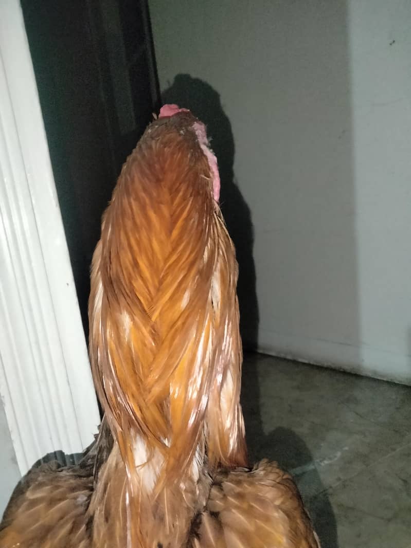 aseel peela patha 2