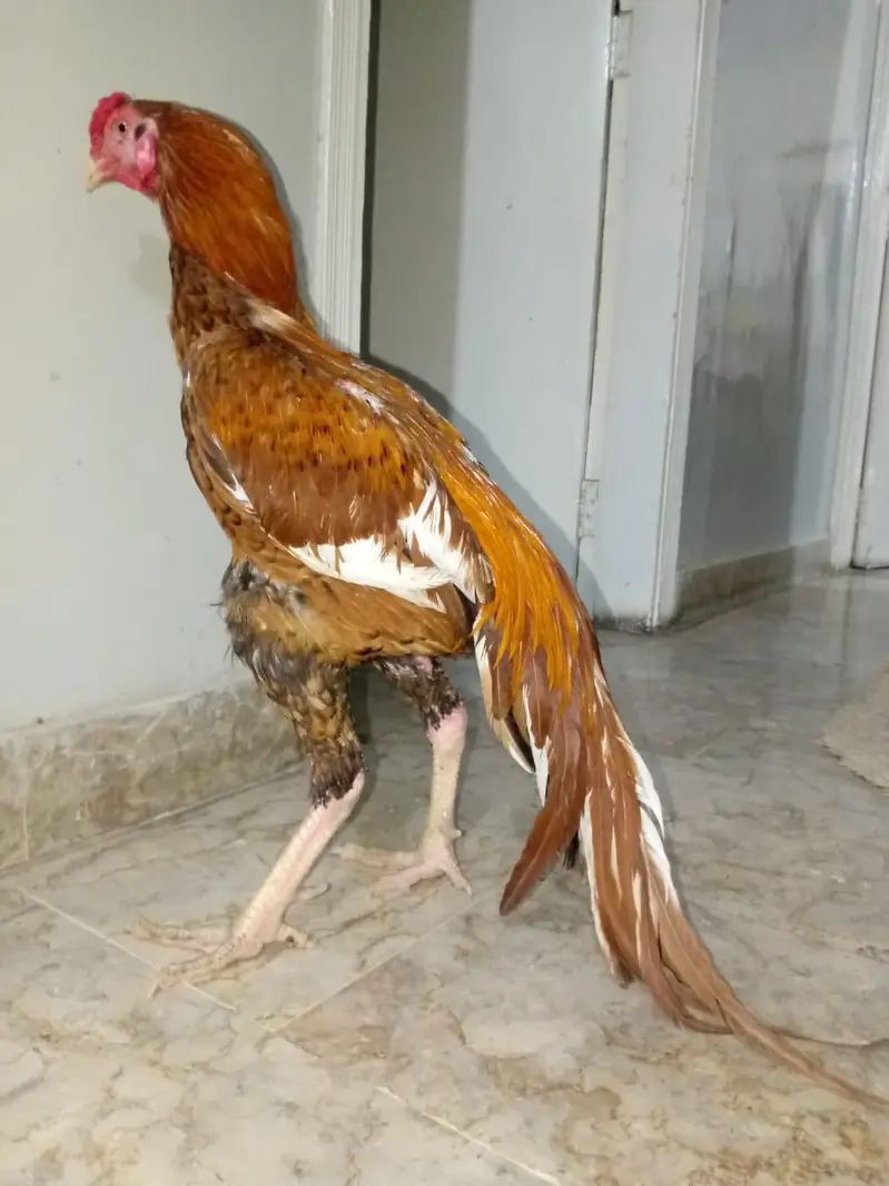 aseel peela patha — photo 4