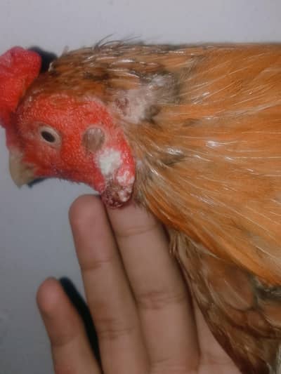 Aseel pila Reza