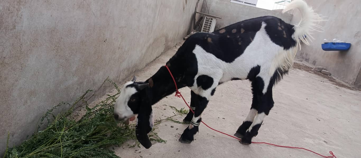 Beautiful Printed Bakra 0