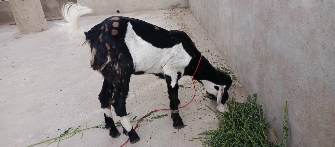 Beautiful Printed Bakra 1