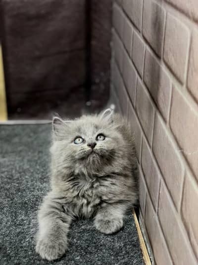 Persian cat and kitten punch face triple coated