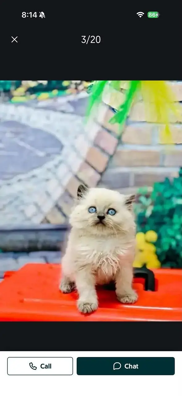 Persian cat and kitten punch face triple coated — photo 3