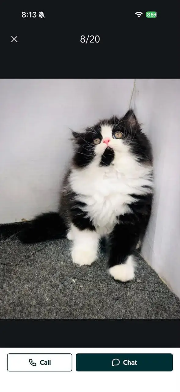 Persian cat and kitten punch face triple coated — photo 4