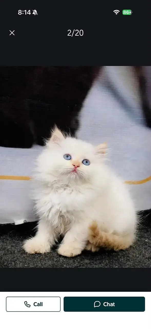 Persian cat and kitten punch face triple coated — photo 6