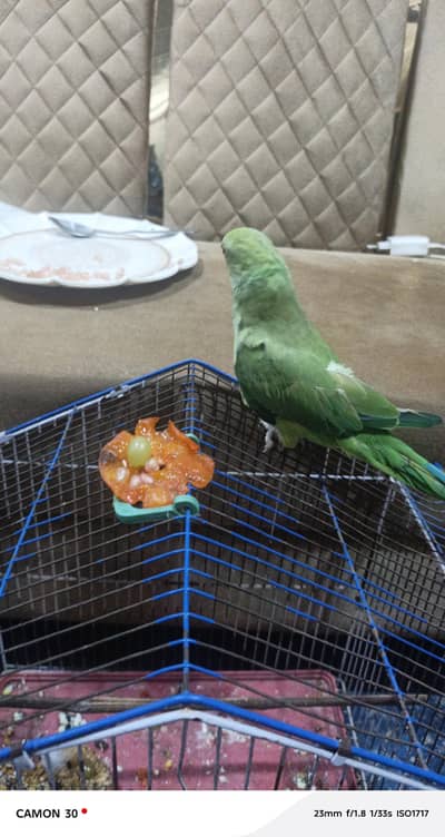 green parrot