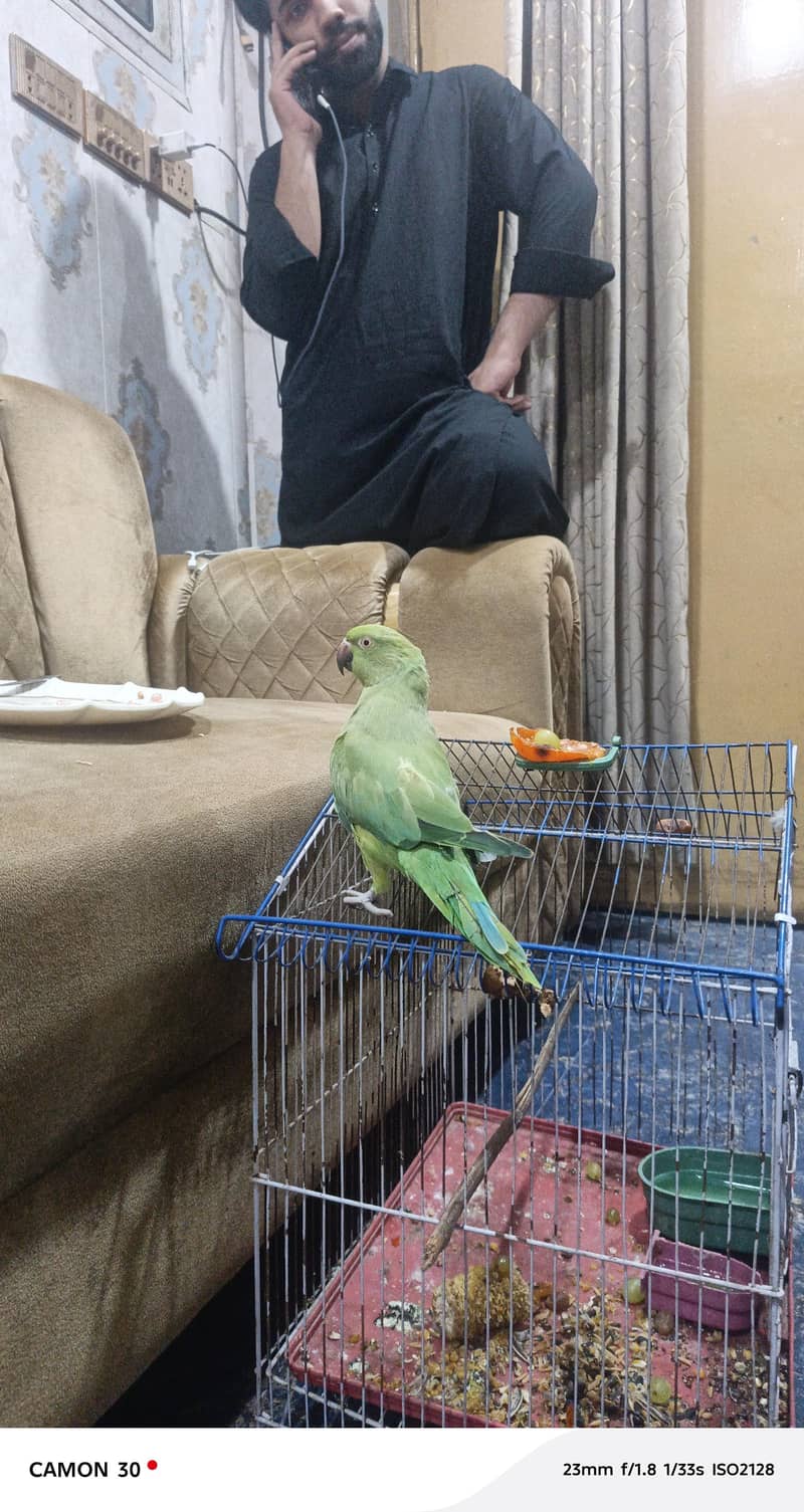 green parrot 1