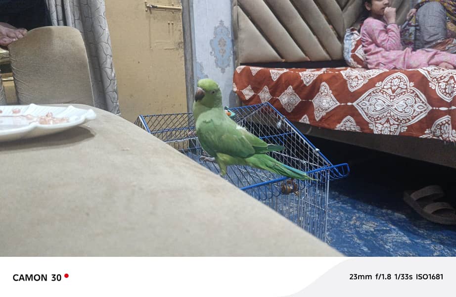 green parrot 2