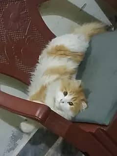 persian 0