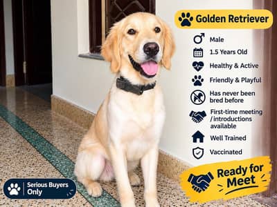 Golden Retriever Male