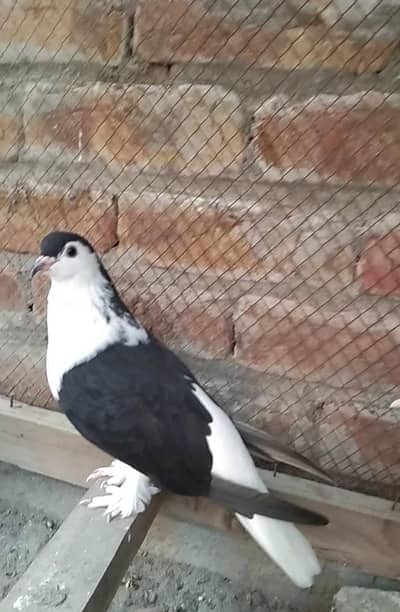 fanci pigeon forsale