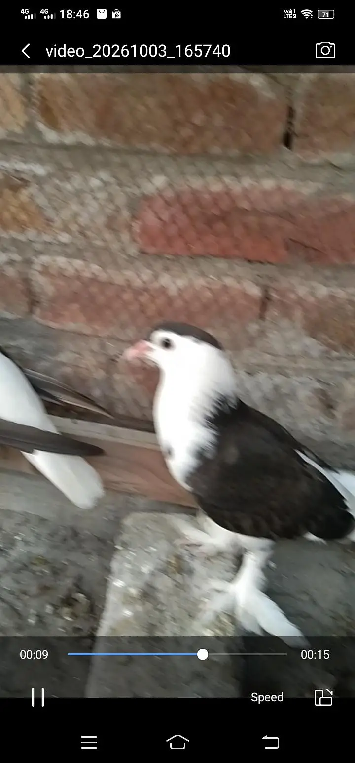fanci pigeon forsale — photo 2