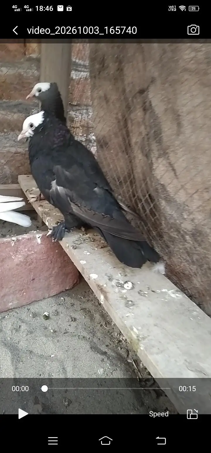 fanci pigeon forsale — photo 3