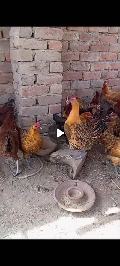 Ando wali murgiya per piece 1500
