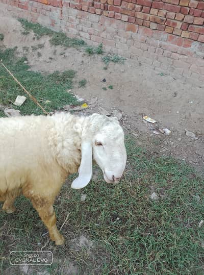 sheep
