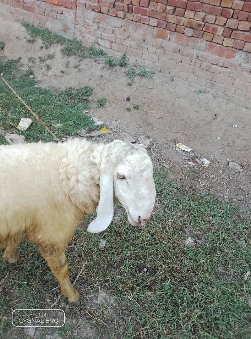 sheep 0