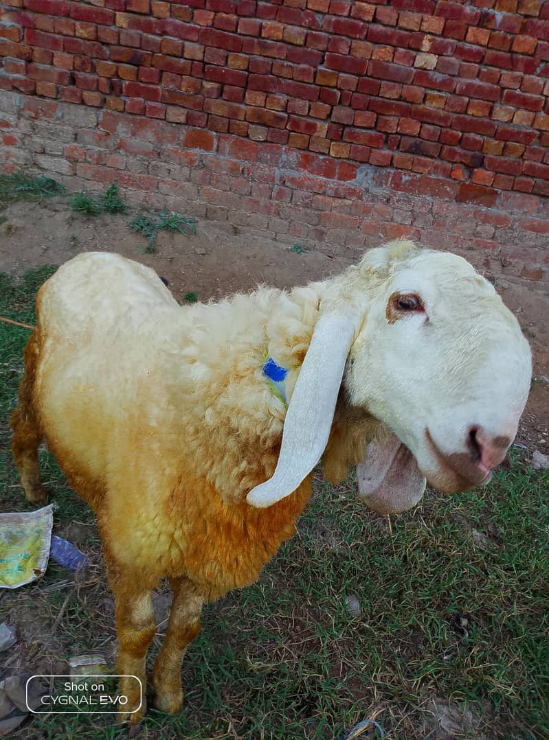 sheep 1