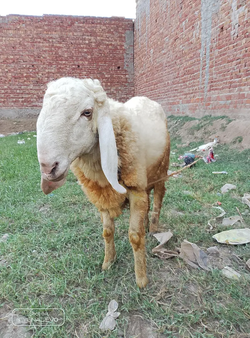 sheep — photo 3