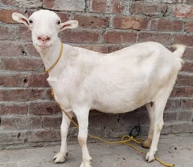 Teddy female ghaban