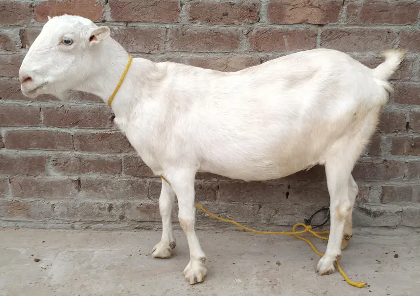 Teddy female ghaban — photo 2