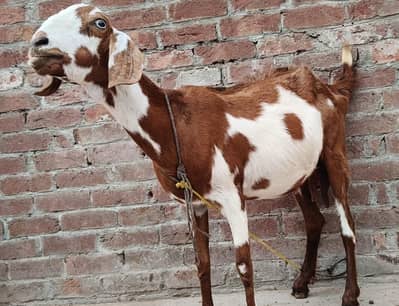 Dasi dogli female ghaban