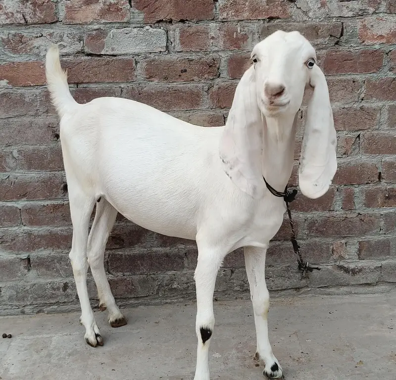 Teddy female ghaban — photo 7