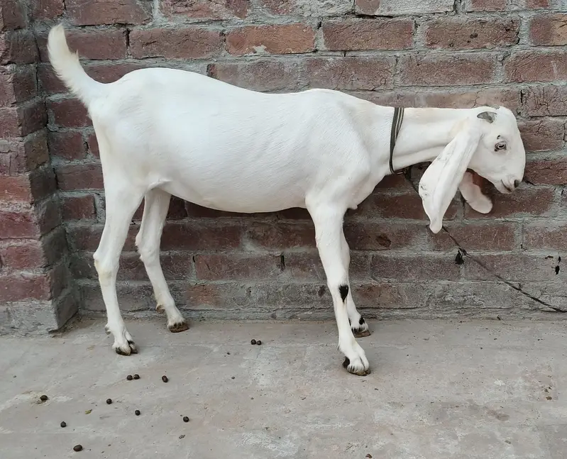 Teddy female ghaban — photo 8