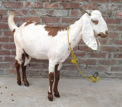 Dasi dogli female ghaban