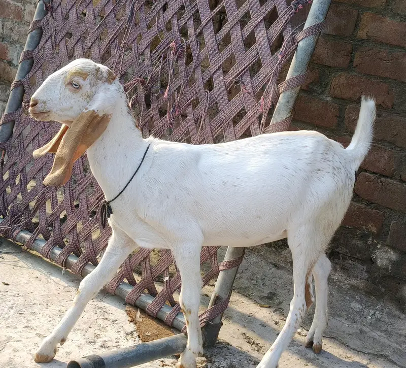 Teddy female ghaban — photo 11
