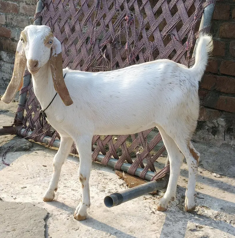 Teddy female ghaban — photo 12