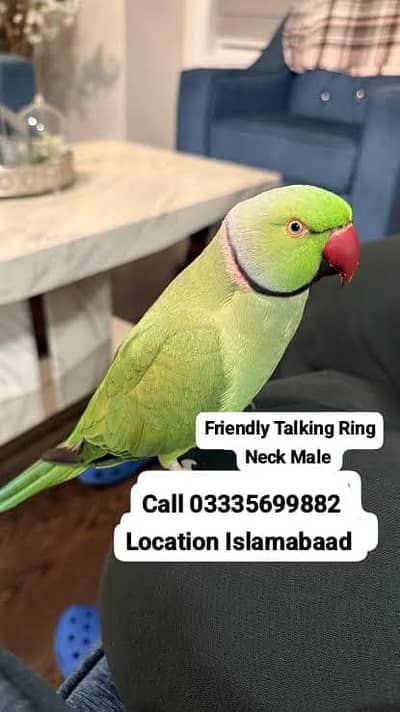 Friendly Talking Semi Tame Green Ring Neck Male Parrot Jumbo Size