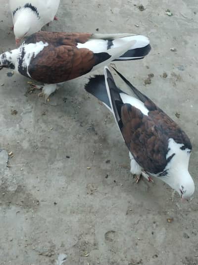 Polish sherazi pigeon for sale